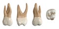 Permanent upper second molar tooth. 3D illustration of the anatomy of the maxillary second molar tooth in buccal, proximal, lingua Royalty Free Stock Photo