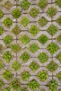 Permeable pavement with grass. Eco friendly parking Royalty Free Stock Photo