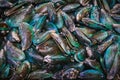 Perna canaliculus, New Zealand green-lipped mussel. Raw fresh mussels with green shell as background. Seafood market. Royalty Free Stock Photo