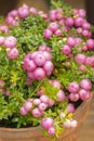 Pernettya gaulteriya Pinkberry Berry. Decorative evergreen shrub of the heather family. Pernettya fruits are pink white purple.