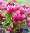 Pernettya mucronata. Closeup of pink berries.