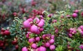 Pernettya plant  in dew during wintertime. It is also known as Prickly heat Royalty Free Stock Photo