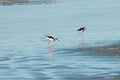 Pernilongo de costas brancas in the water Royalty Free Stock Photo