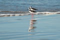 Pernilongo de costas brancas in the water Royalty Free Stock Photo