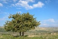 Pero selvatico wild pear tree - Pyrus pyraster