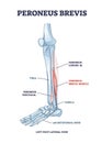 Peroneus brevis leg muscle with longus and tertius location outline diagram Royalty Free Stock Photo