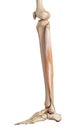 The peroneus longus