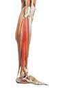 The peroneus longus