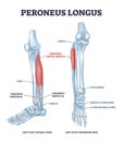 Peroneus longus muscle with leg muscular and skeletal system outline diagram Royalty Free Stock Photo