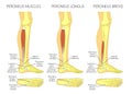 Peroneus longus muscle