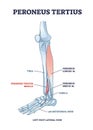 Peroneus tertius leg muscle with longus and brevis location outline diagram Royalty Free Stock Photo