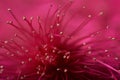 Perote pink flower Royalty Free Stock Photo
