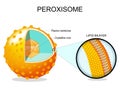 Peroxisome anatomy. Cross section of a cell organelle