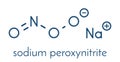Peroxynitrite sodium reactive nitrogen species molecule. Formed by the reaction of the free radicals nitric oxide and superoxide
