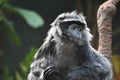 Perplexed Look on the Face of a Javan Lutung Royalty Free Stock Photo