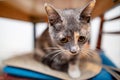 Perplexed, a small cat sits and hides in a chair, on soft pillows, under a table, on a blurred background. Royalty Free Stock Photo