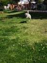 Little dog running