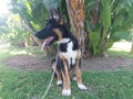 Perro cachorro palmeras Royalty Free Stock Photo