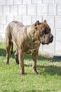 Perro de Presa Canario Royalty Free Stock Photo