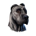 Perro de Presa Canario dog portrait isolated on white. Digital art illustration web, t-shirt print and puppy cover design, clipart Royalty Free Stock Photo