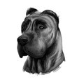 Perro de Presa Canario dog portrait isolated on white. Digital art illustration web, t-shirt print and puppy cover design, clipart Royalty Free Stock Photo