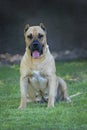 Perro de Presa Canario Royalty Free Stock Photo