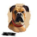 Perro de Presa Mallorquin dog portrait isolated. Digital t-shirt print and puppy cover design, clipart. Mallorquin Mastiff, Perro