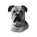 Perro de Presa Mallorquin dog portrait isolated. Digital t-shirt print and puppy cover design, clipart. Mallorquin Mastiff, Perro Royalty Free Stock Photo