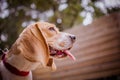 Perro de raza beagle sacando la lengua