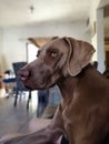 Weimaraner dog