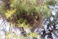 Wild Monk parakeet nest Royalty Free Stock Photo