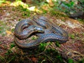 Perrotet`s Narrow Headed Snake, Xylophis perroteti, Mukhurthi, Karnataka