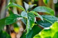 Persea americana Mill or Avocado, Lauraceae or Persea gratissima