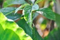 Persea americana Mill or Avocado, Lauraceae or Persea gratissima Royalty Free Stock Photo