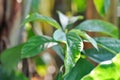 Persea americana Mill or Avocado, Lauraceae or Persea gratissima