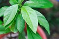 Persea americana Mill or Avocado, Lauraceae or Persea gratissima