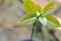 Persea americana Mill or Avocado, Lauraceae or Persea gratissima