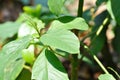 Persea americana Mill or Avocado, Lauraceae or Persea gratissima plant Royalty Free Stock Photo