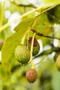 Persea americana - unripe small hass avocado on tree