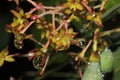 Persea odoratissima, Fragrant Bay Tree