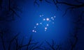 Perseus constellation. Tree branches, starry sky