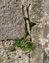 Perseverance Fern in Rock Wall Royalty Free Stock Photo