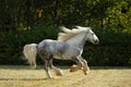 Persheron heavy draft horse galloping on a summer meadow Royalty Free Stock Photo