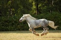 Persheron heavy draft horse galloping on a summer meadow Royalty Free Stock Photo