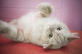 Persian adorable cat, close-up funny fluffy face