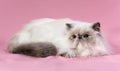 Persian blue point cat