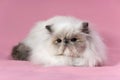 Persian blue point cat