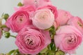 Persian buttercup. Bunch pale pink ranunculus flowers light background