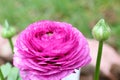 Persian Buttercup Flower Ranunculus asiaticus Royalty Free Stock Photo