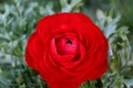 Persian Buttercup Flower Ranunculus asiaticus Royalty Free Stock Photo